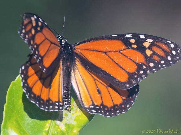 monarch butterfly