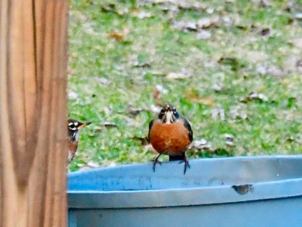 American Robin