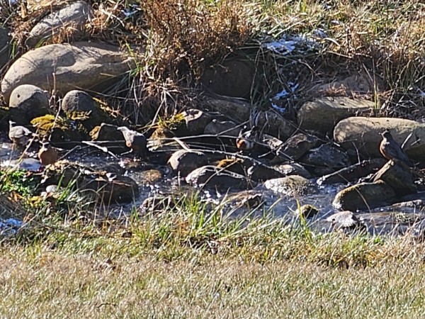 American Robin drinking from creek water
