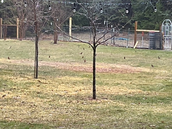 American Robin flocking