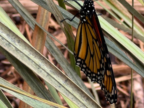 monarch butterfly