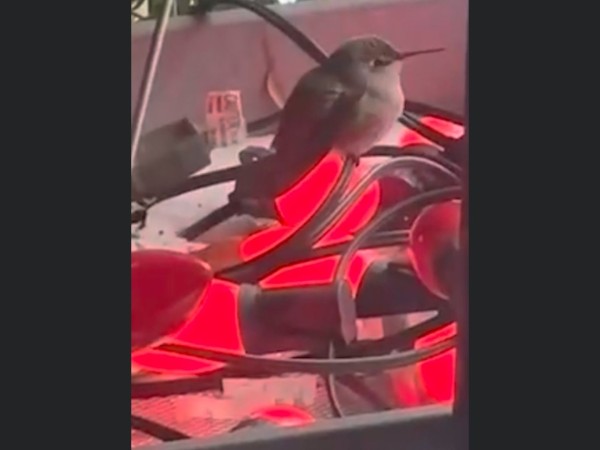 Ruby throated hummingbird