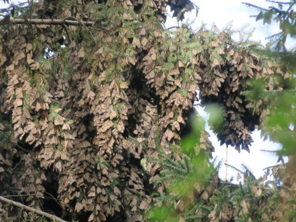 a cluster of monarchs