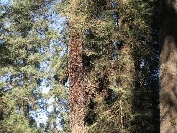 Sierra Chincua Colony