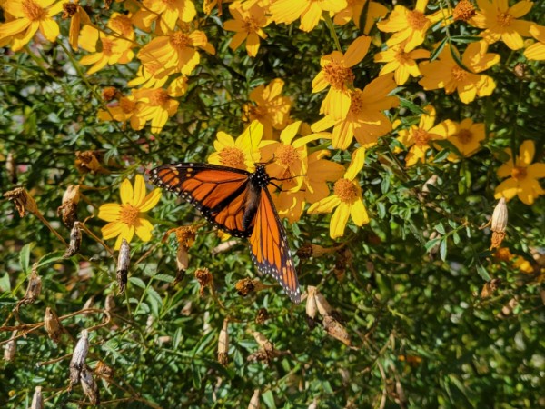 monarch butterfly