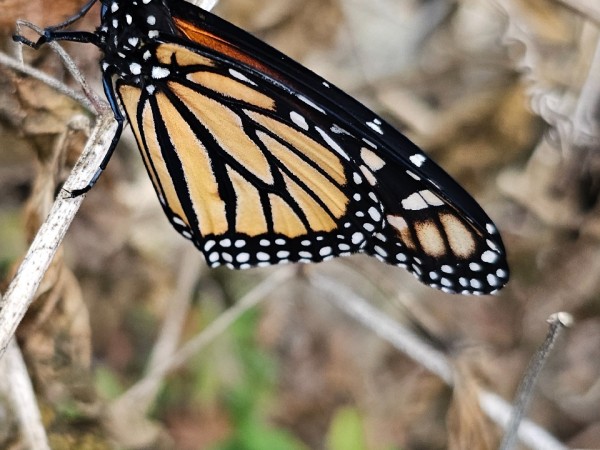 monarch butterfly