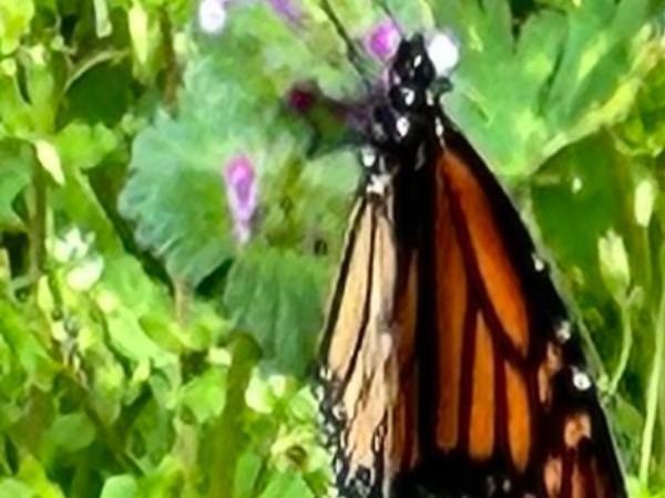 monarch butterfly