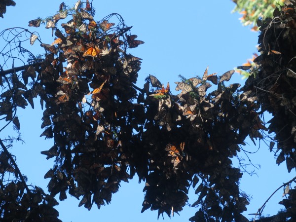 monarch butterfly colony in El Rosario Sanctuary