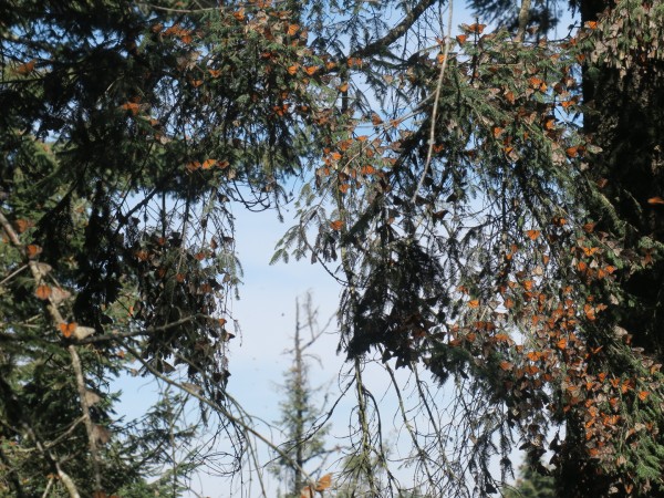 monarch butterfly at Sierra Chincua
