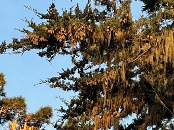 monarch butterfly roosting