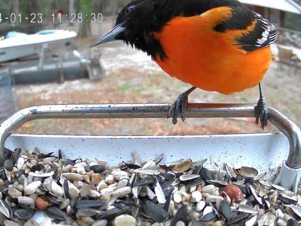 baltimore oriole