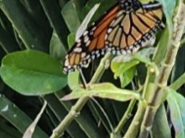 monarch butterfly