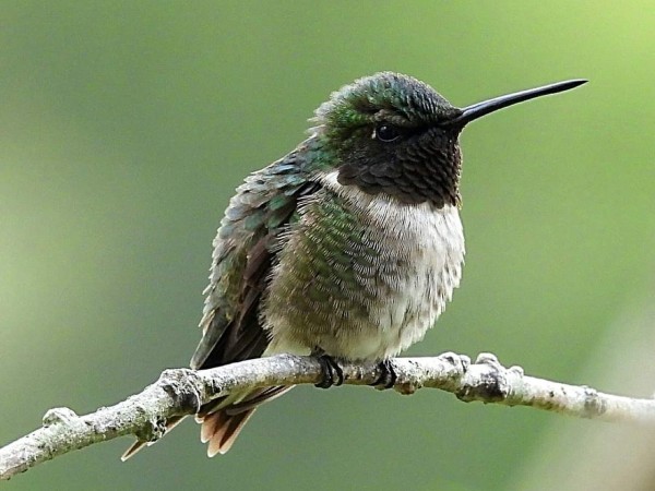 hummingbird