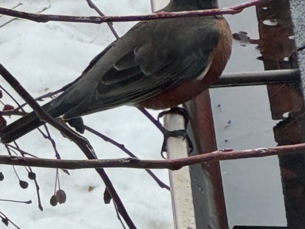 American Robin