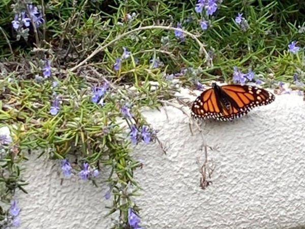 monarch butterfly