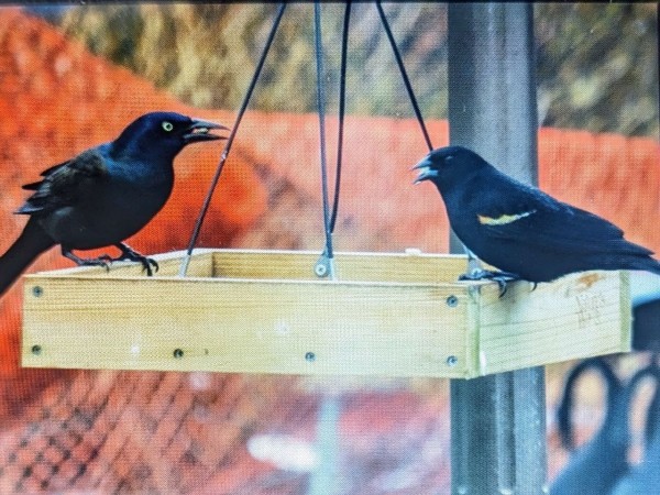 Red-winged blackbird