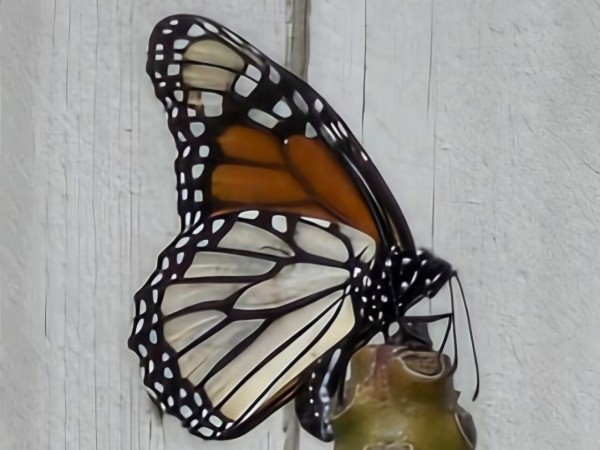 monarch butterfly