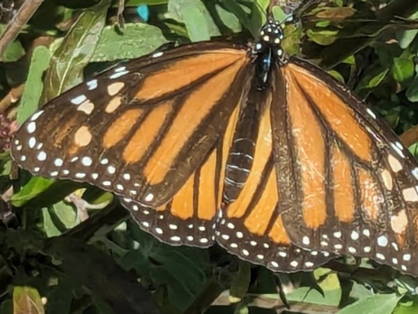 monarch butterfly