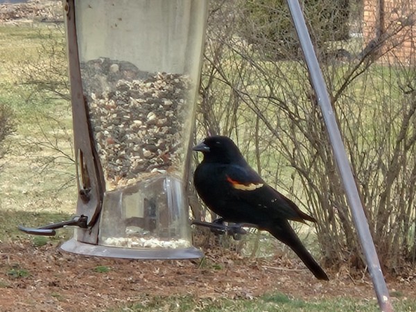 Red-winged blackbird