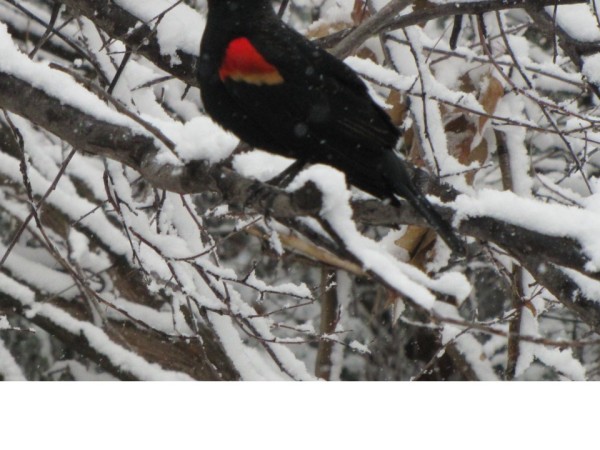 Red-winged blackbird