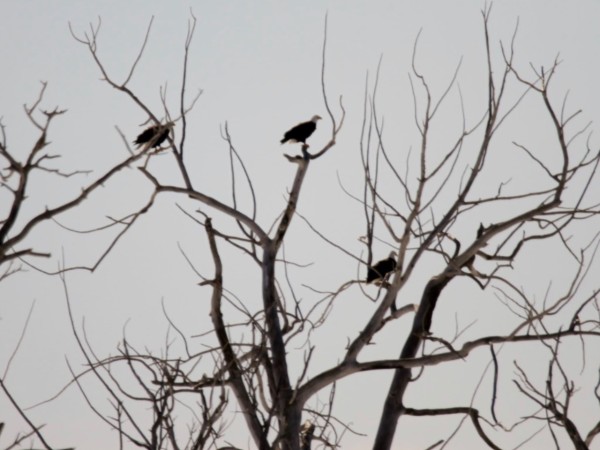 Bald Eagles 