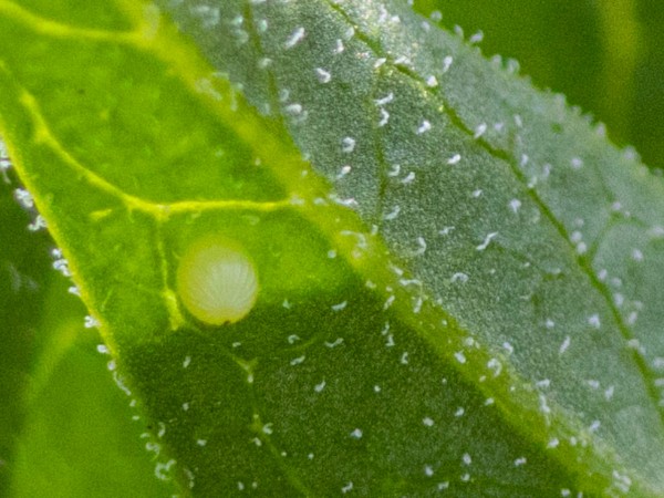 monarch butterfly egg