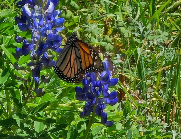 monarch butterfly