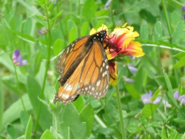 monarch butterfly