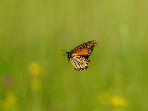 monarch butterfly