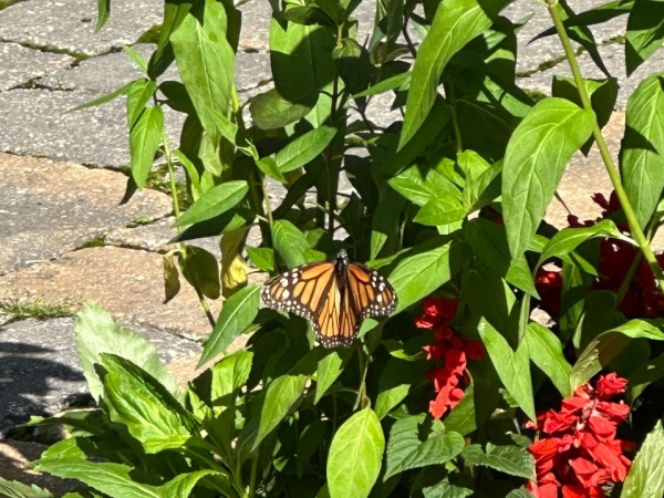 monarch butterfly
