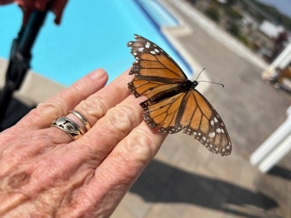 monarch butterfly