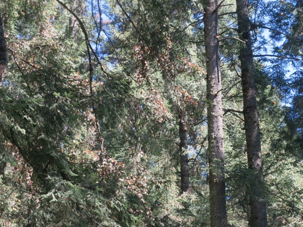 last cluster of monarch