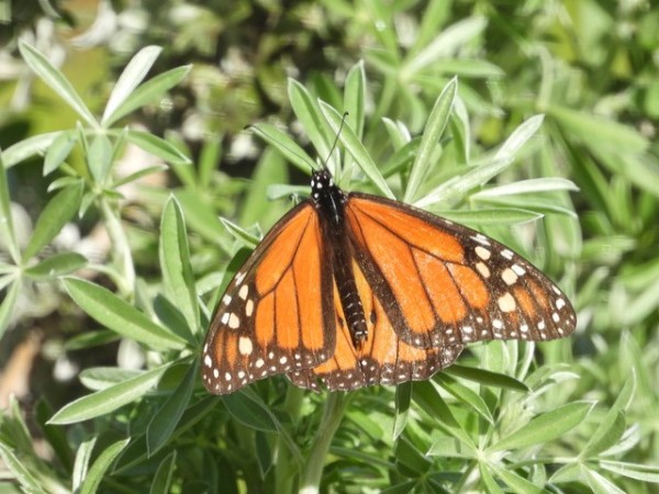 monarch butterfly
