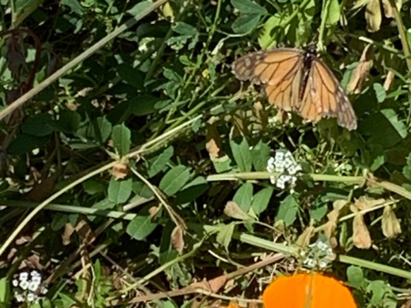 monarch butterfly