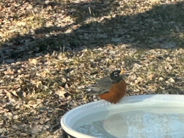 American Robin