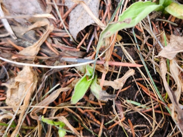 milkweed