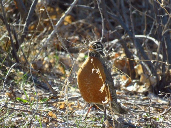 American Robin