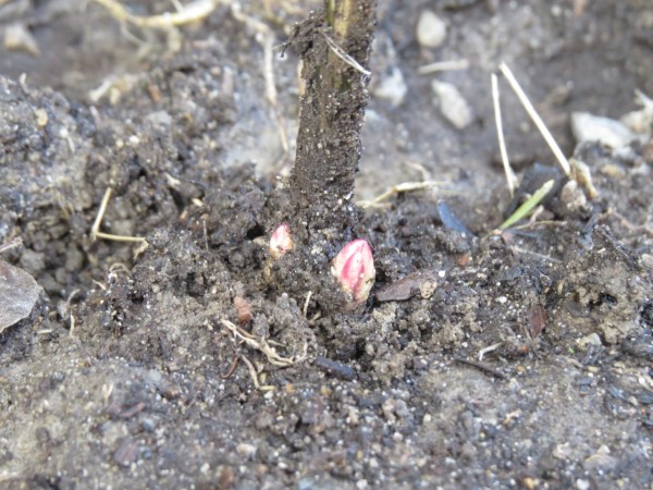 milkweed