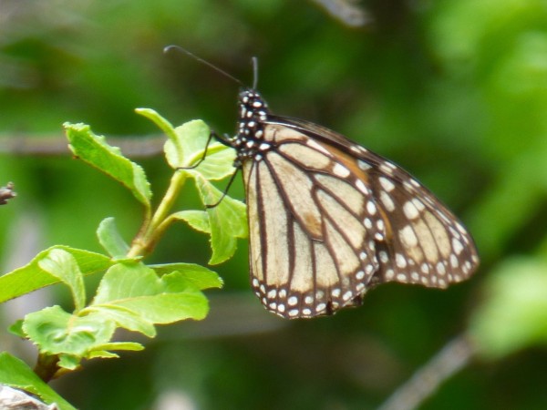 monarch butterfly