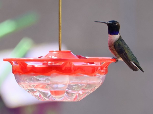 hummingbird