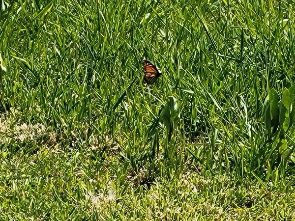 monarch butterfly