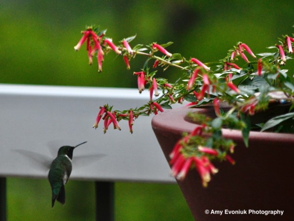 hummingbird