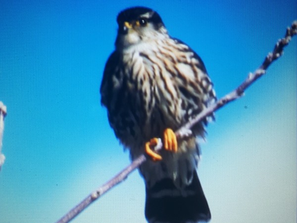 American kestrel on a branch
