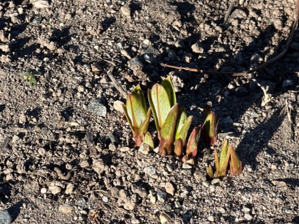 Showy milkweed just begins to pop through the ground. Photo from above