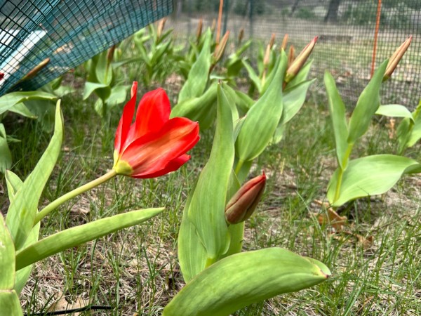 One tulip blooms, leaning in the wind among a group of not-yet-blooming tulips
