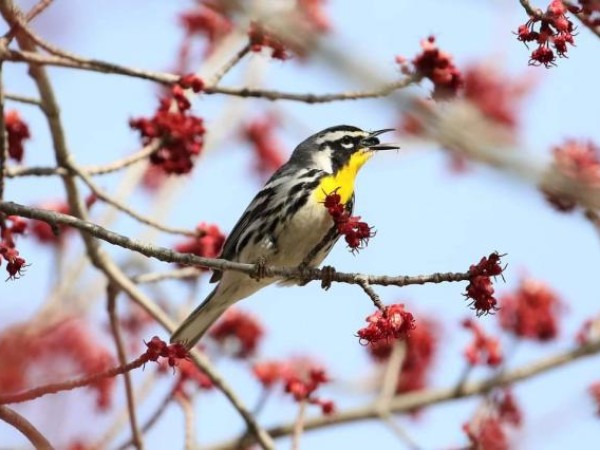 A yellow-throated warbler eating in a tree