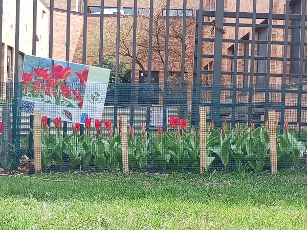 A row of blooming tulips in front of a fence