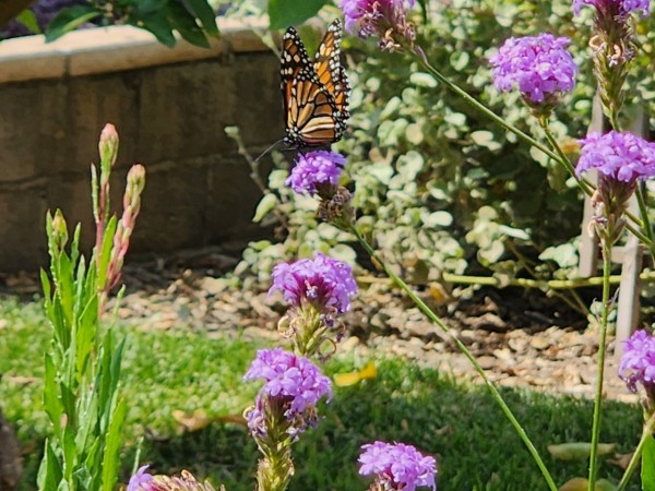 A monarch butterfly on a purple flower in a garden