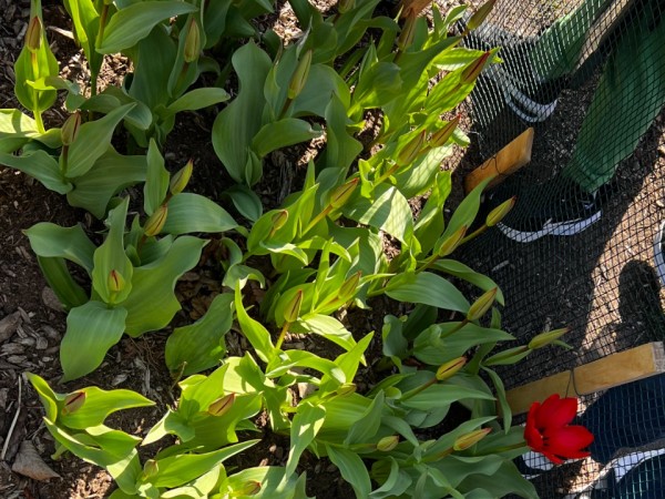 A group of non-blooming tulips photographed from above with one blooming tulip on the right side