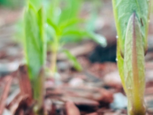 Several milkweed plants poke through the ground